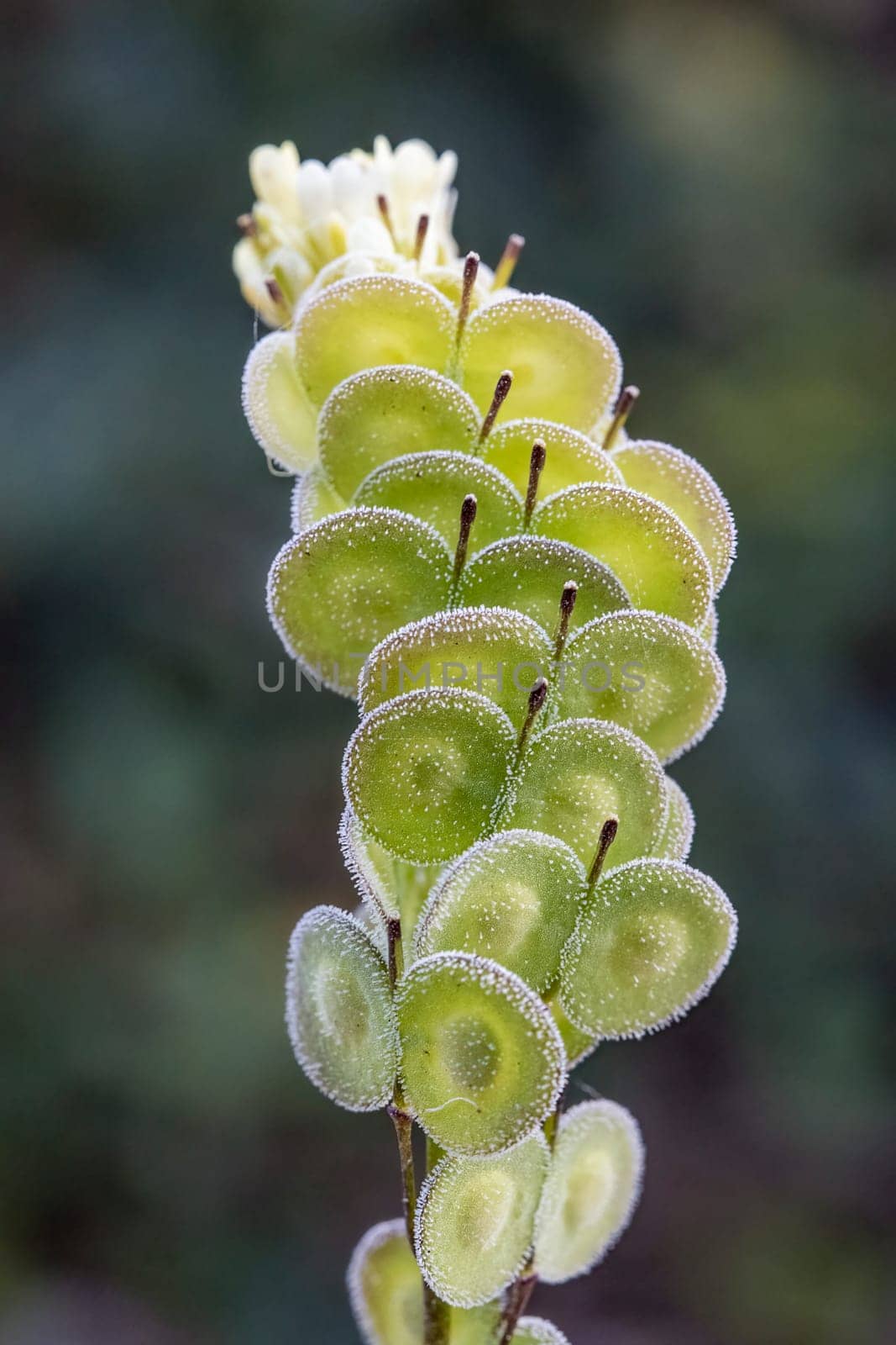 Biscutella is a genus of about 46 species of flowering plants in the Brassicaceae family. Wild plant in the mountains in the mediterranean. Macro photography.