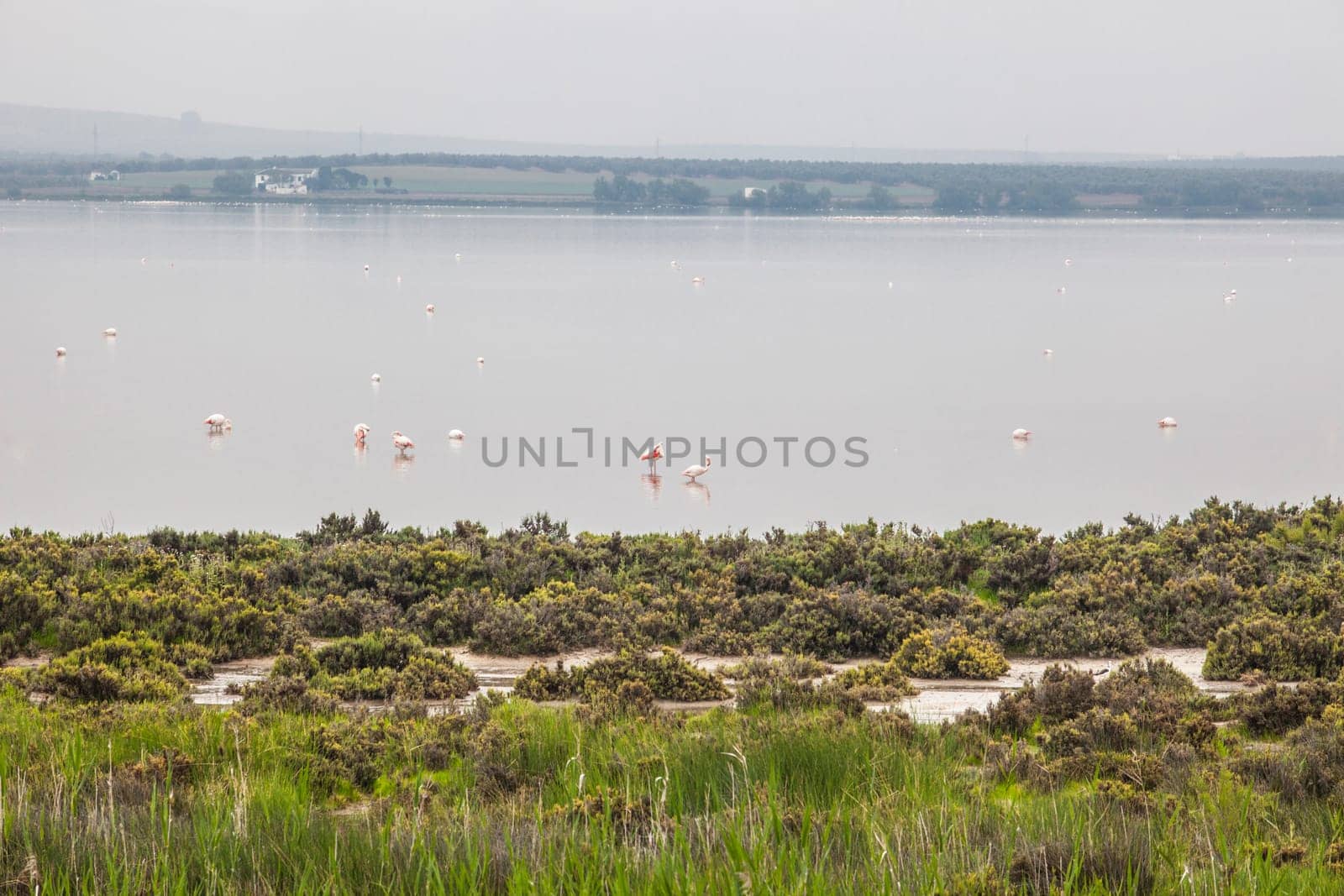Flamingos at Fuente de Piedra lagoon a foggy day, Malaga, Spain