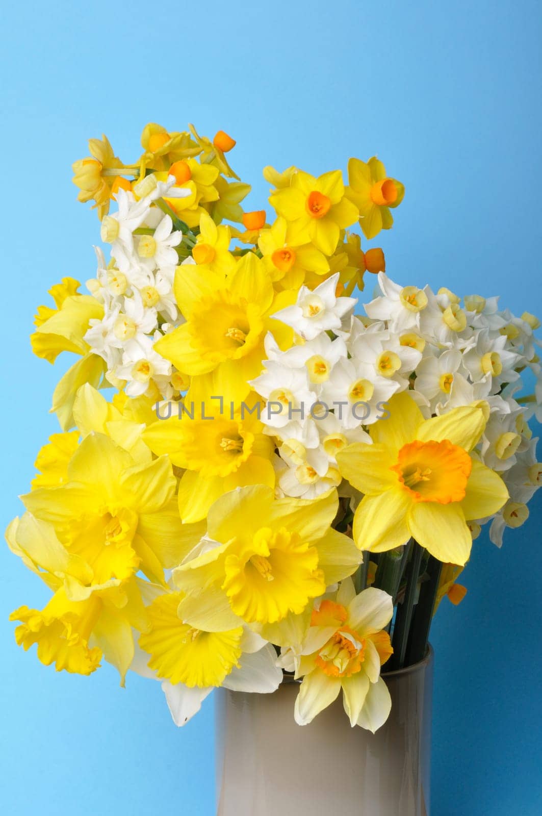 Bouquet of daffodils in a vase