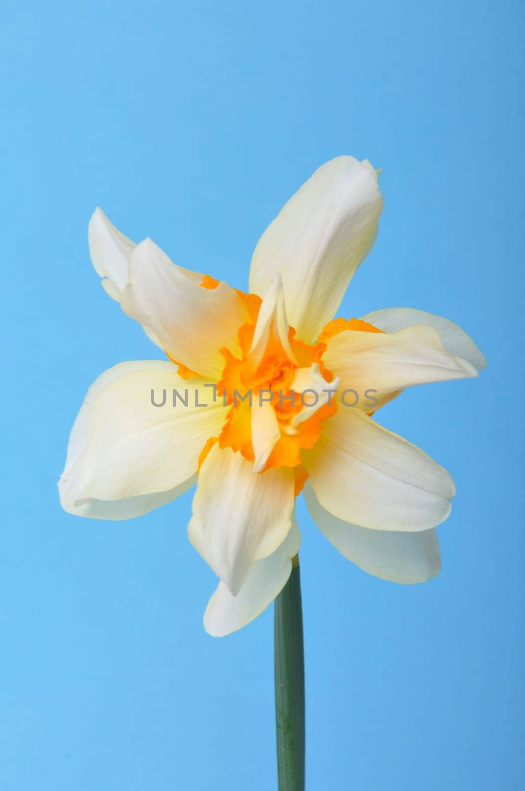 Yellow and white daffodils on blue background