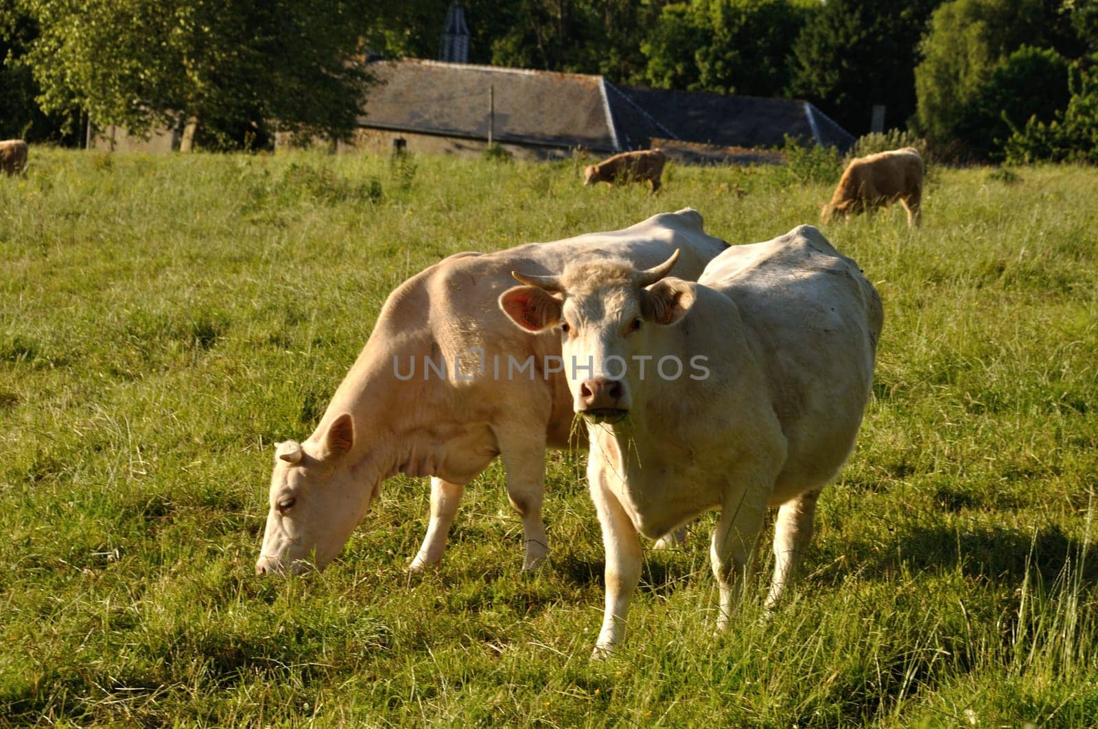 Norman cow  in meadows