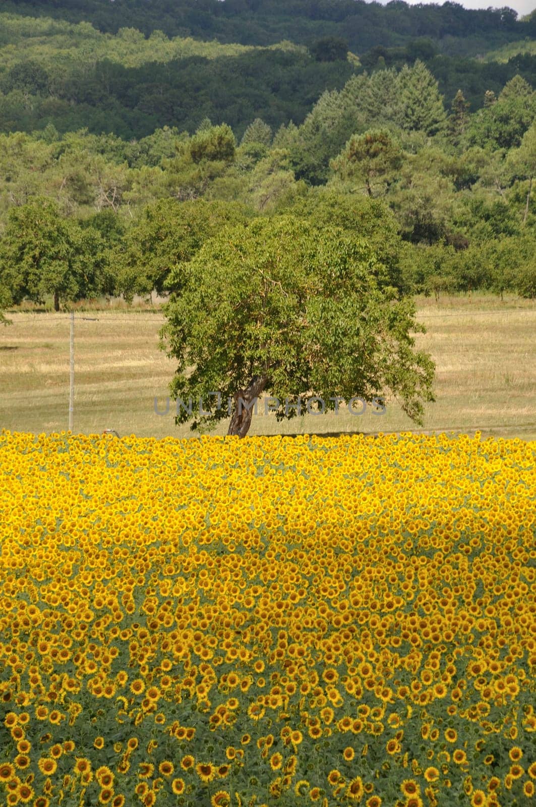 Domme, sun flower field