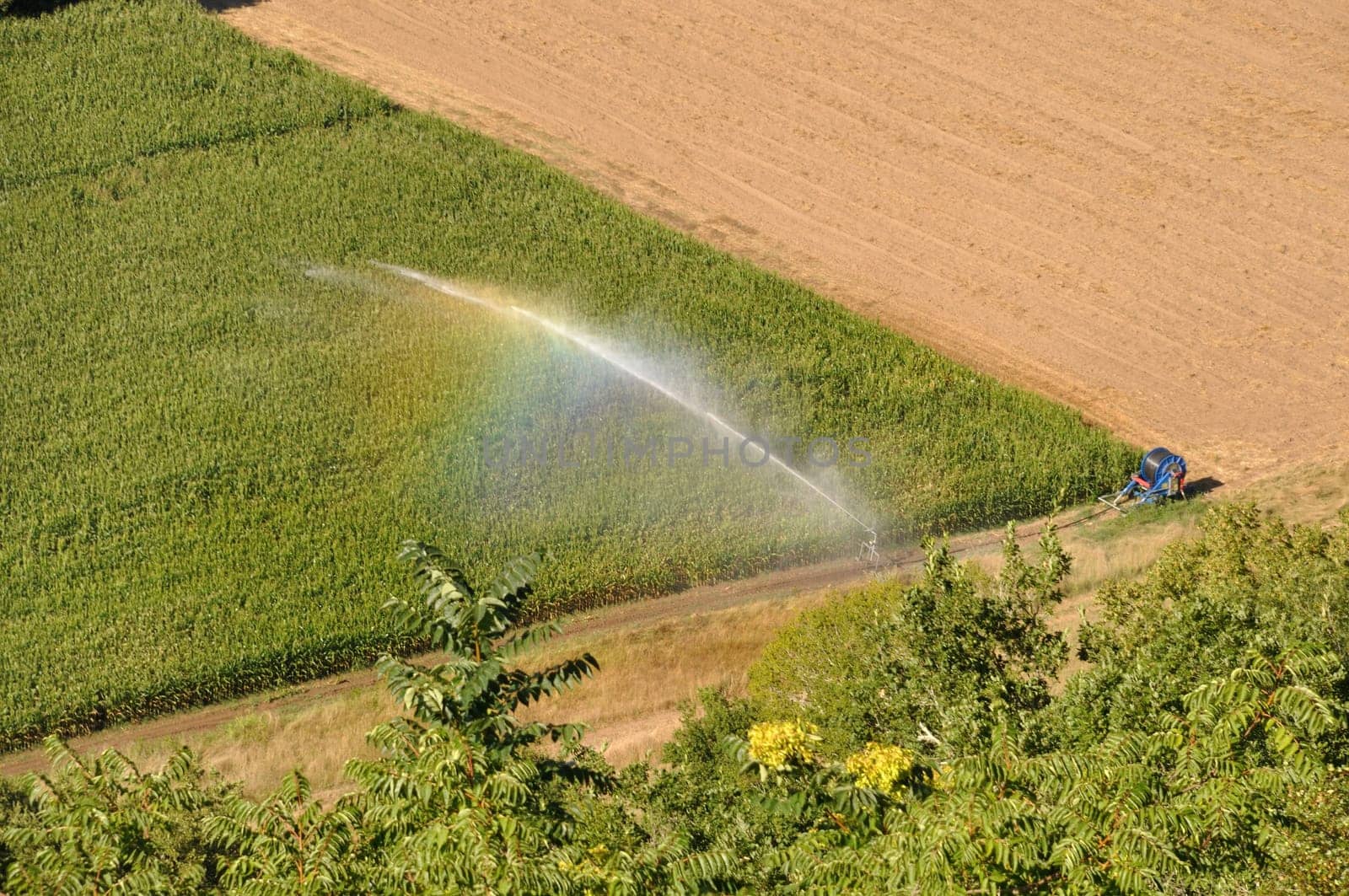 Water sprinkler installation in a field of maize, aerial view