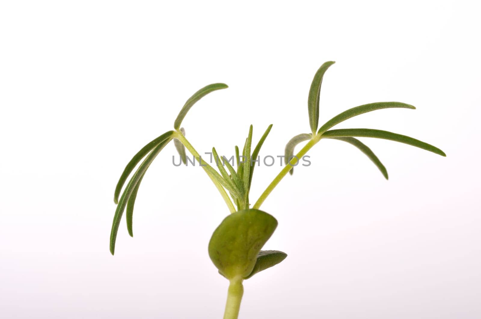 lupine fodder on a white background