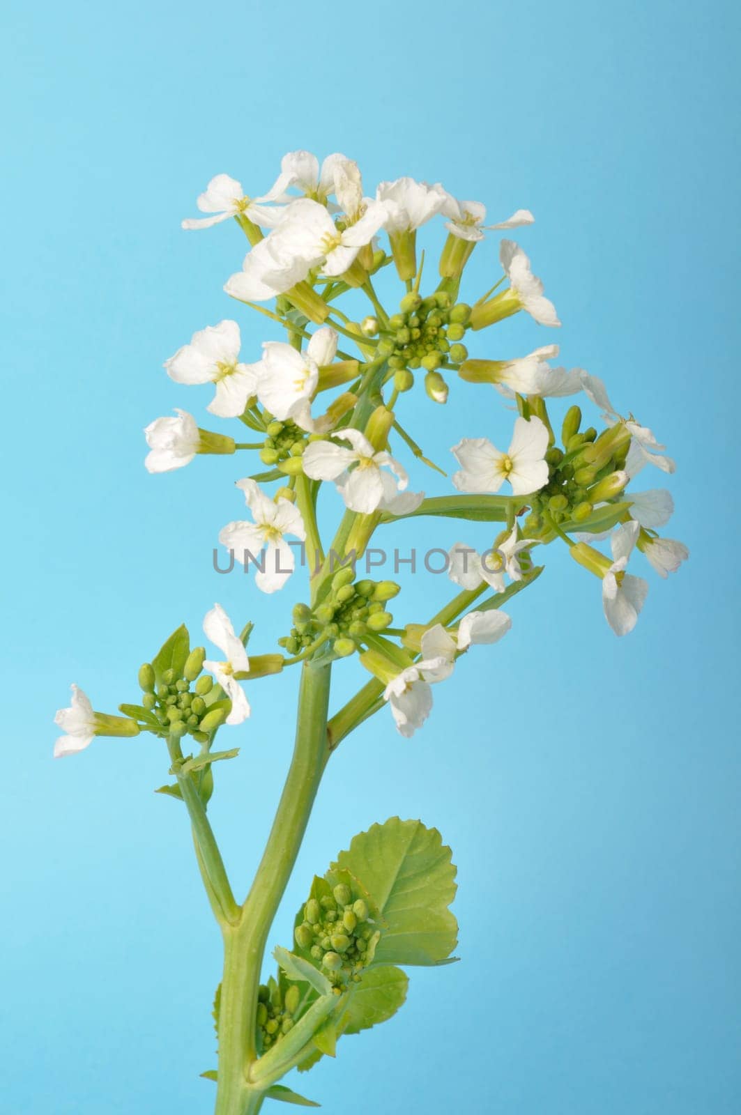 White mustard on blue background