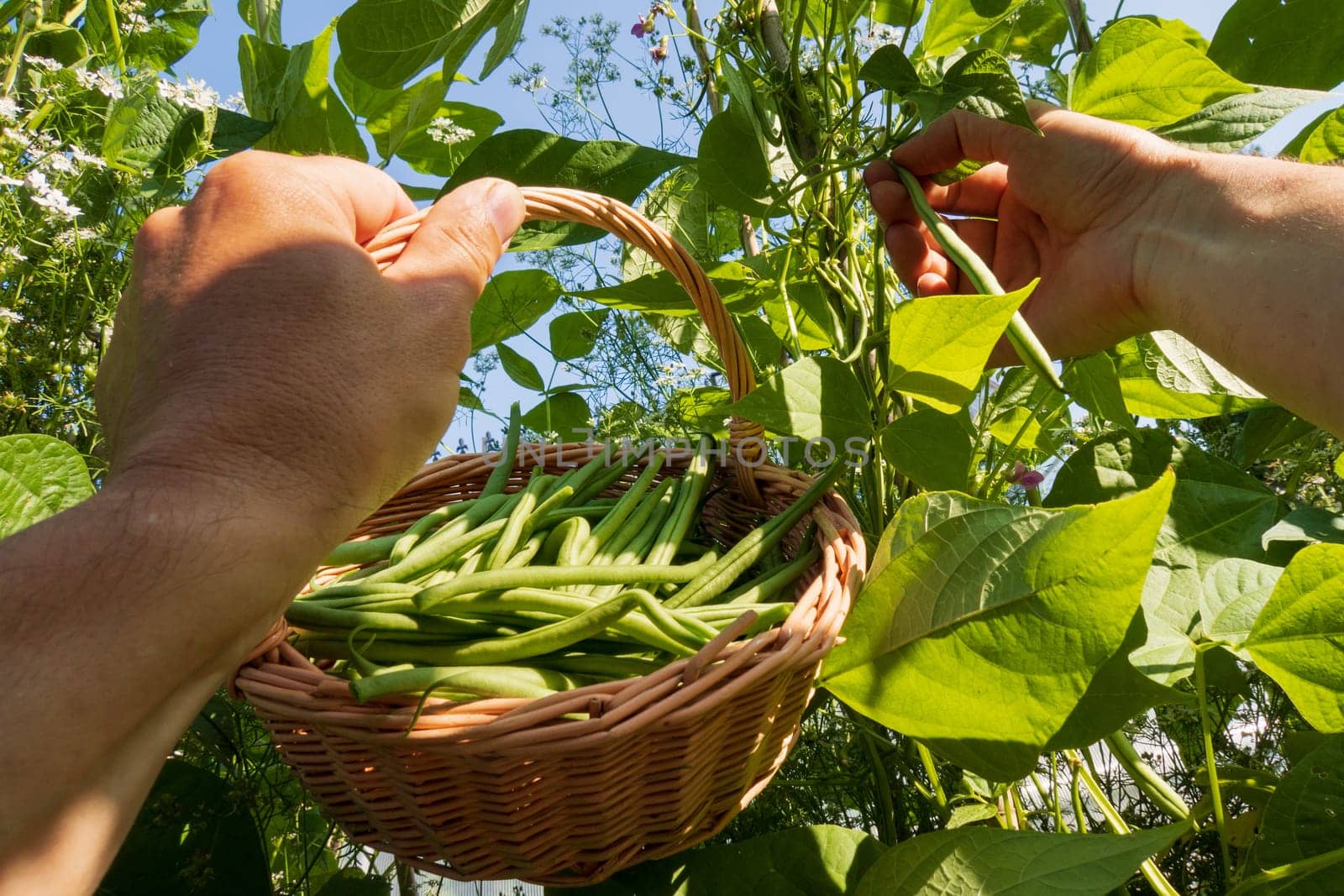 Hand harvesting fresh green runner beans from the garden
