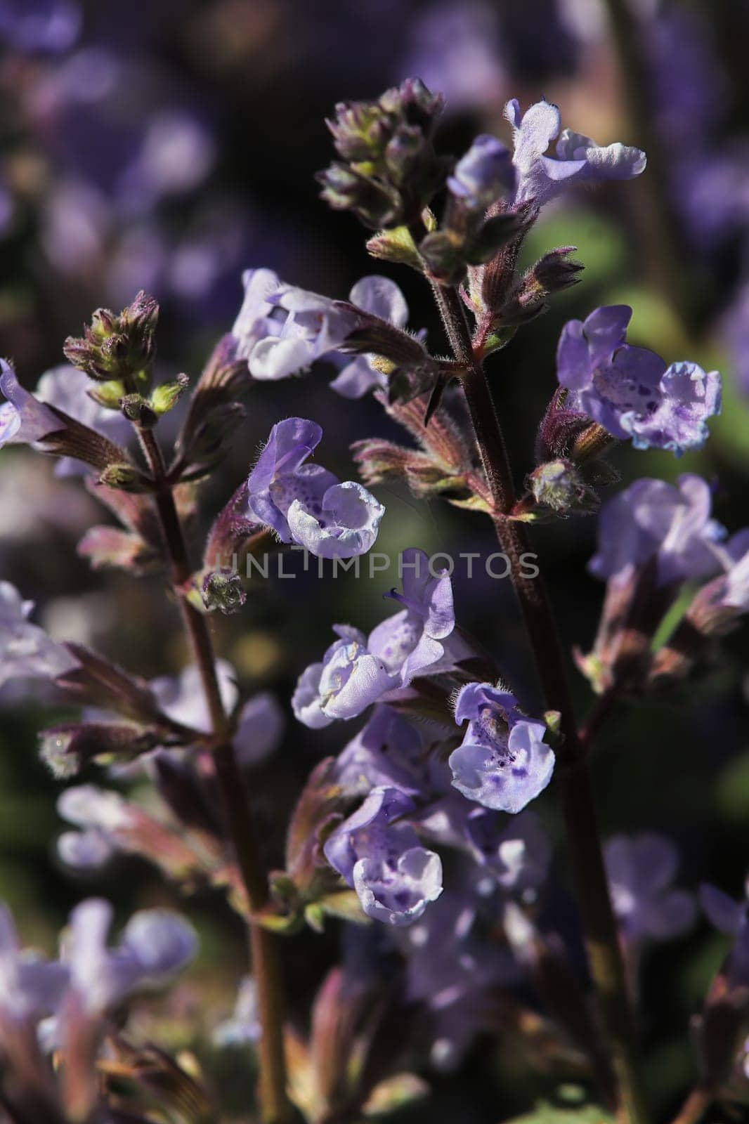 Closeup of the purple flowers on a catmint plant.