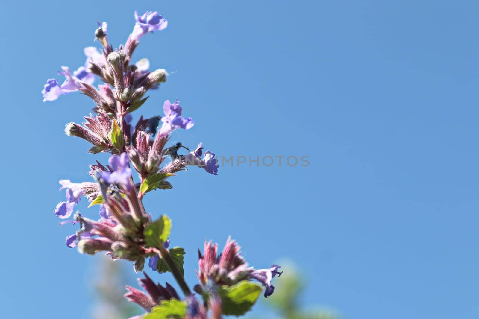 Closeup of a catmint flower against a blue sky.