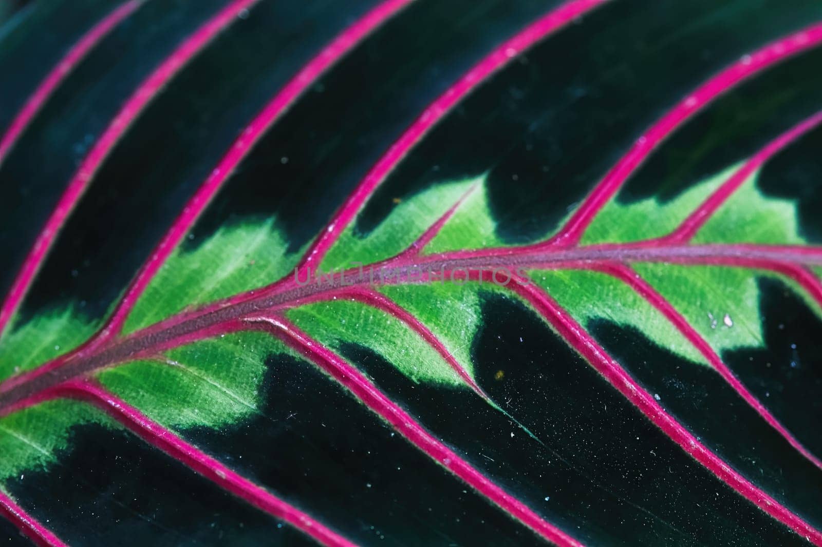 Macro view of the veins on a leaf of the herringbone plant.