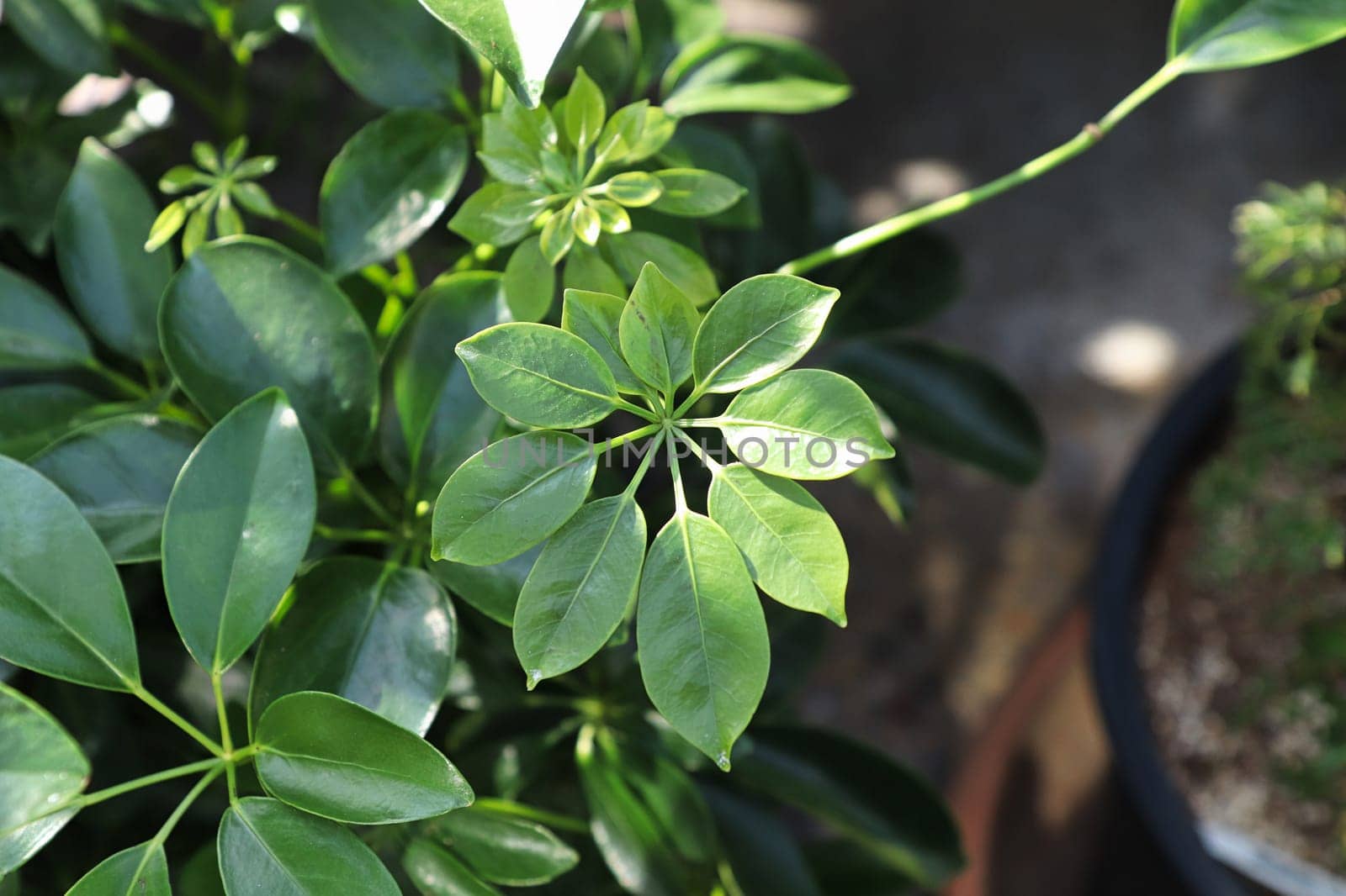 Tiny new growth leaves on a dwarf umbrella tree.