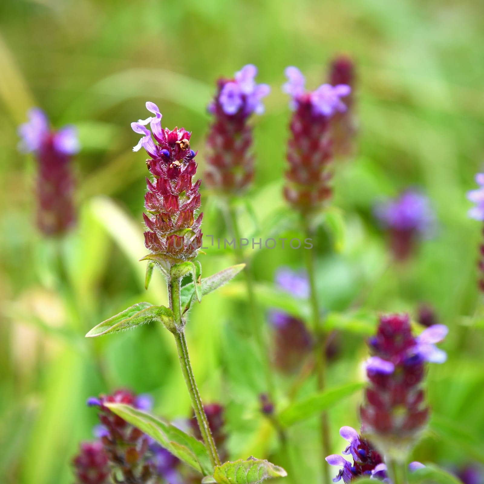 Prunella vulgais
