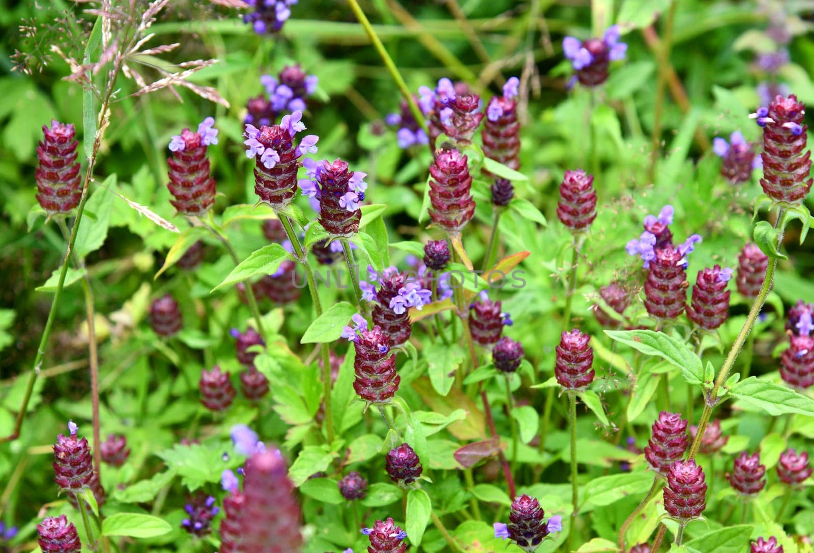 Prunella vulgais