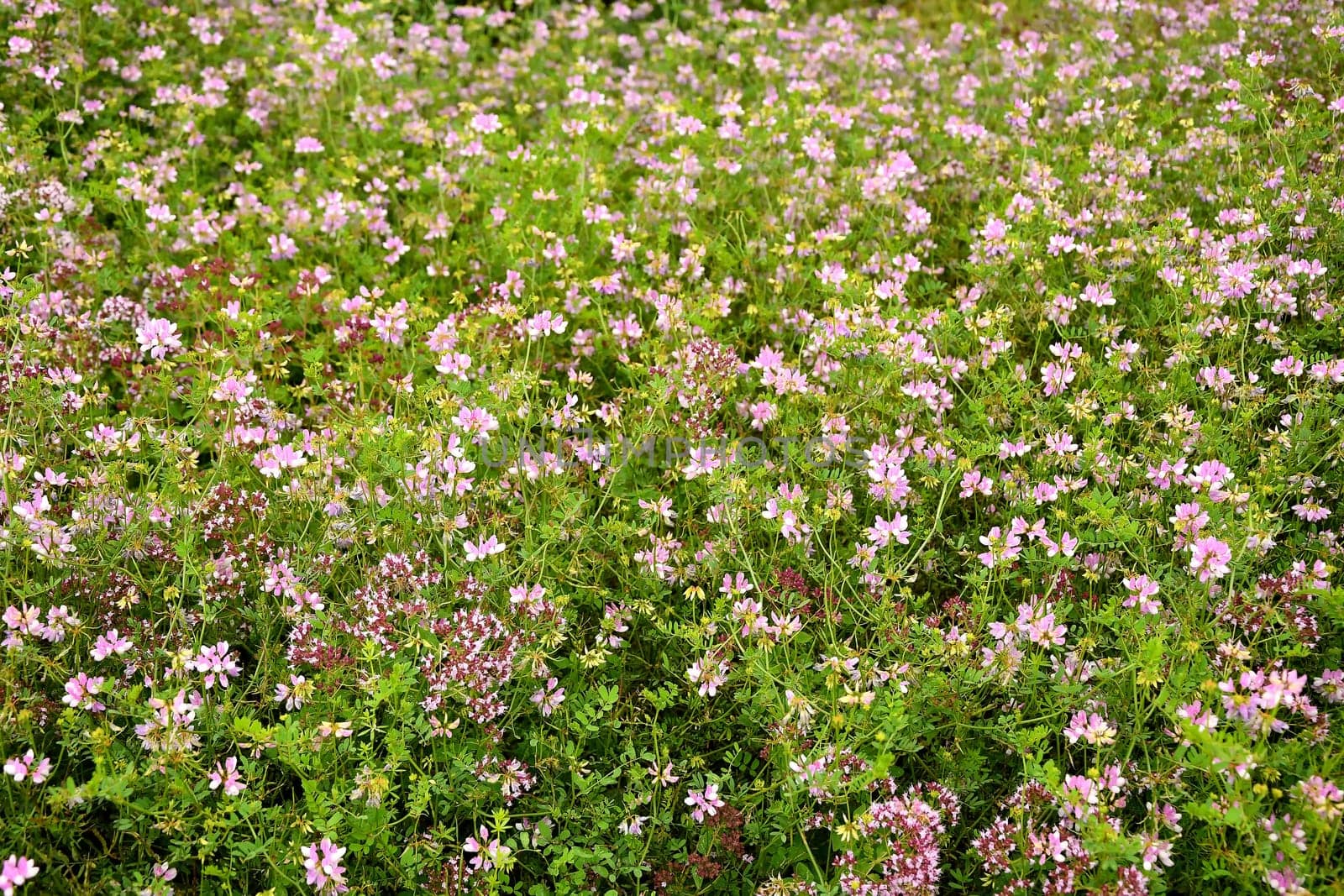 Origanum vulgare spice and medicinal plant with flower