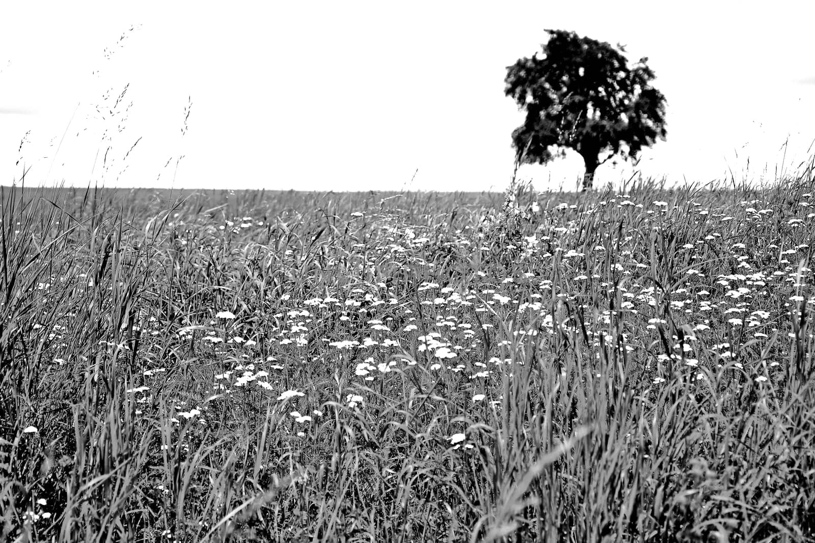 meadow with single pear tree
