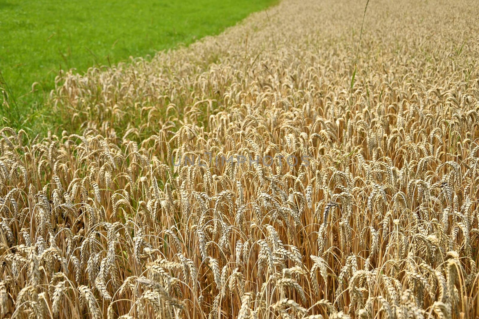 Field of ripe wheat in Germany