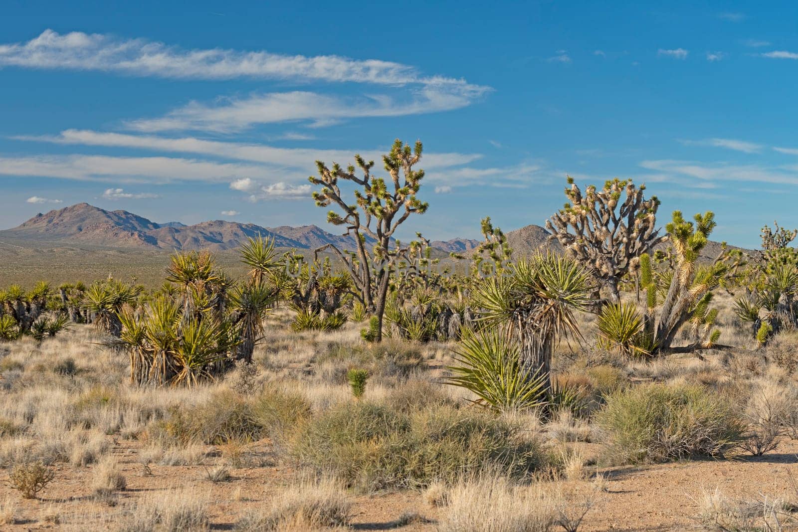 Botanical Display in the Desert in the Mojave National Preserve in California
