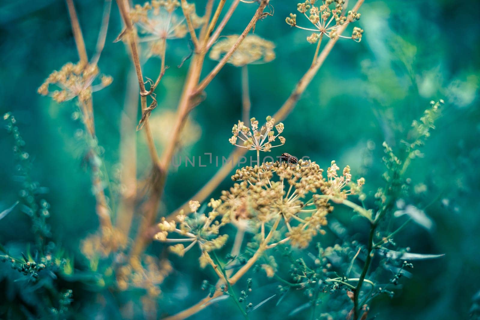 Italian striped bug on wild umbellifer plant in the garden