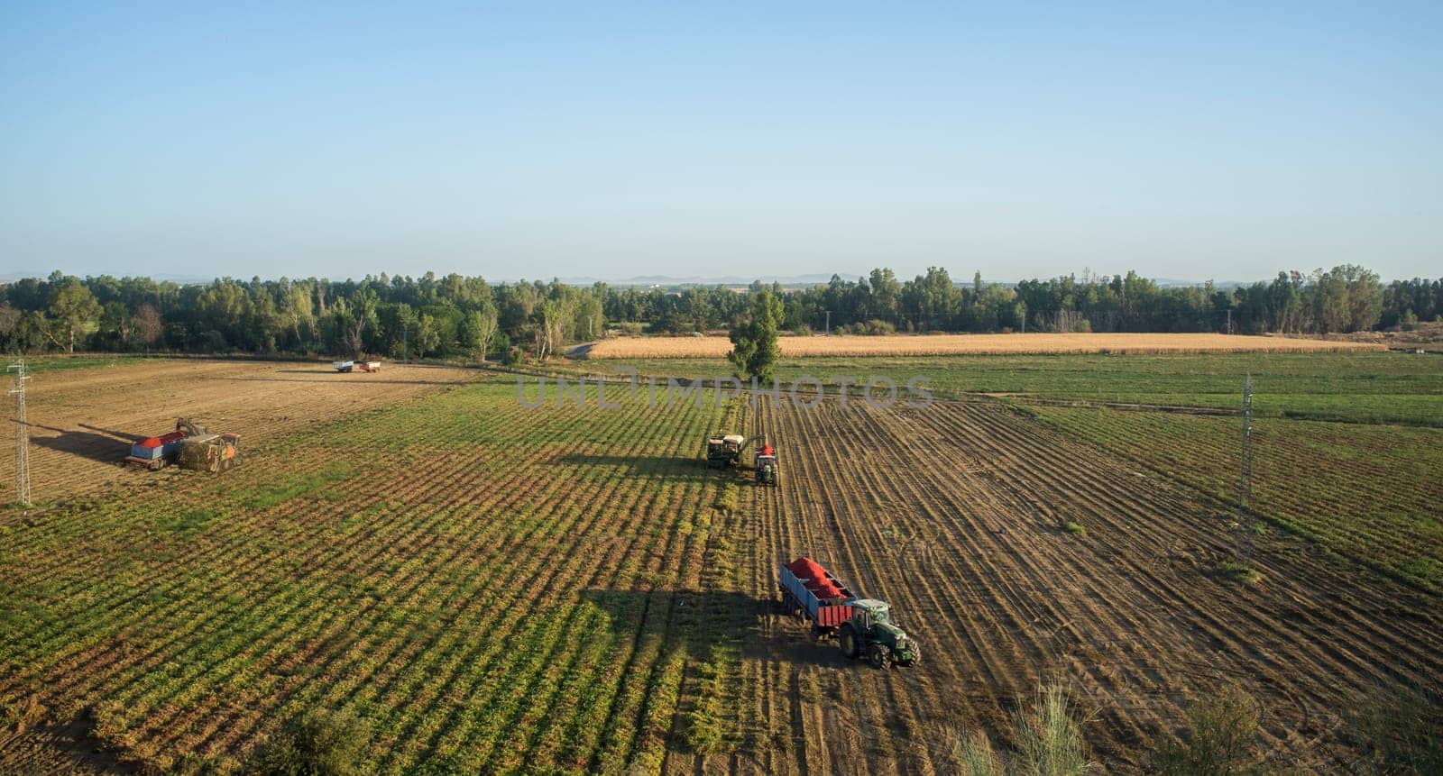 Tomato harvesting works aerial view. Tractor with full trailer