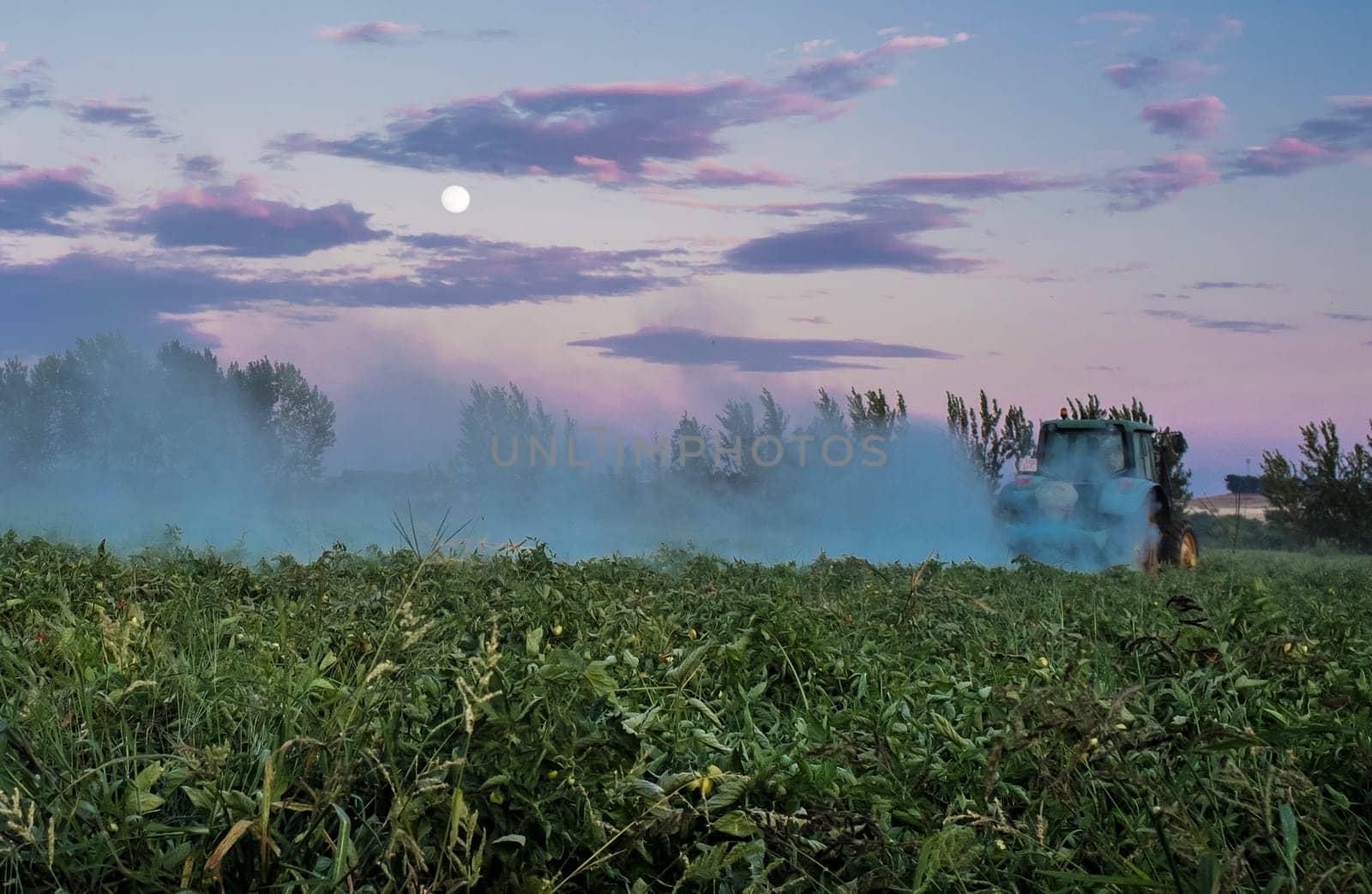 Tractor dusts with sulfur powder tomato crop at dusk with moon. Extremadura, Spain