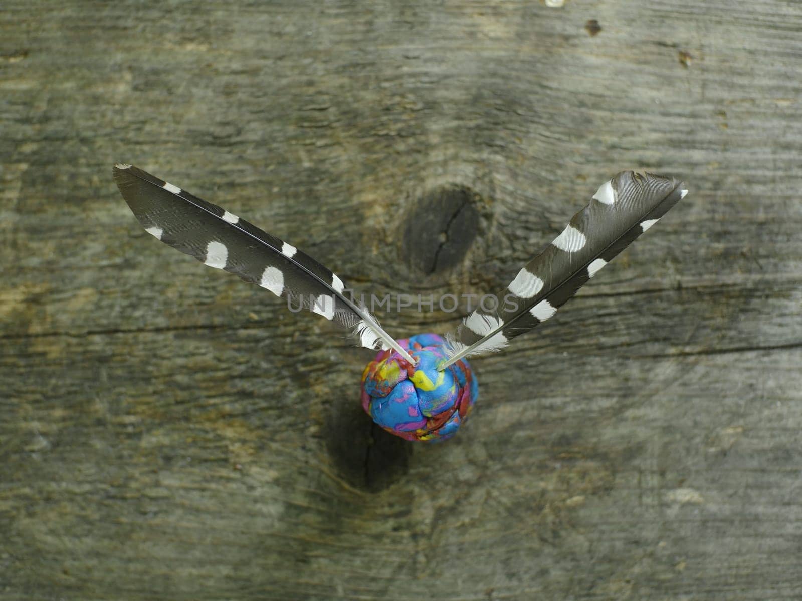 Flight feather black with white spots still life