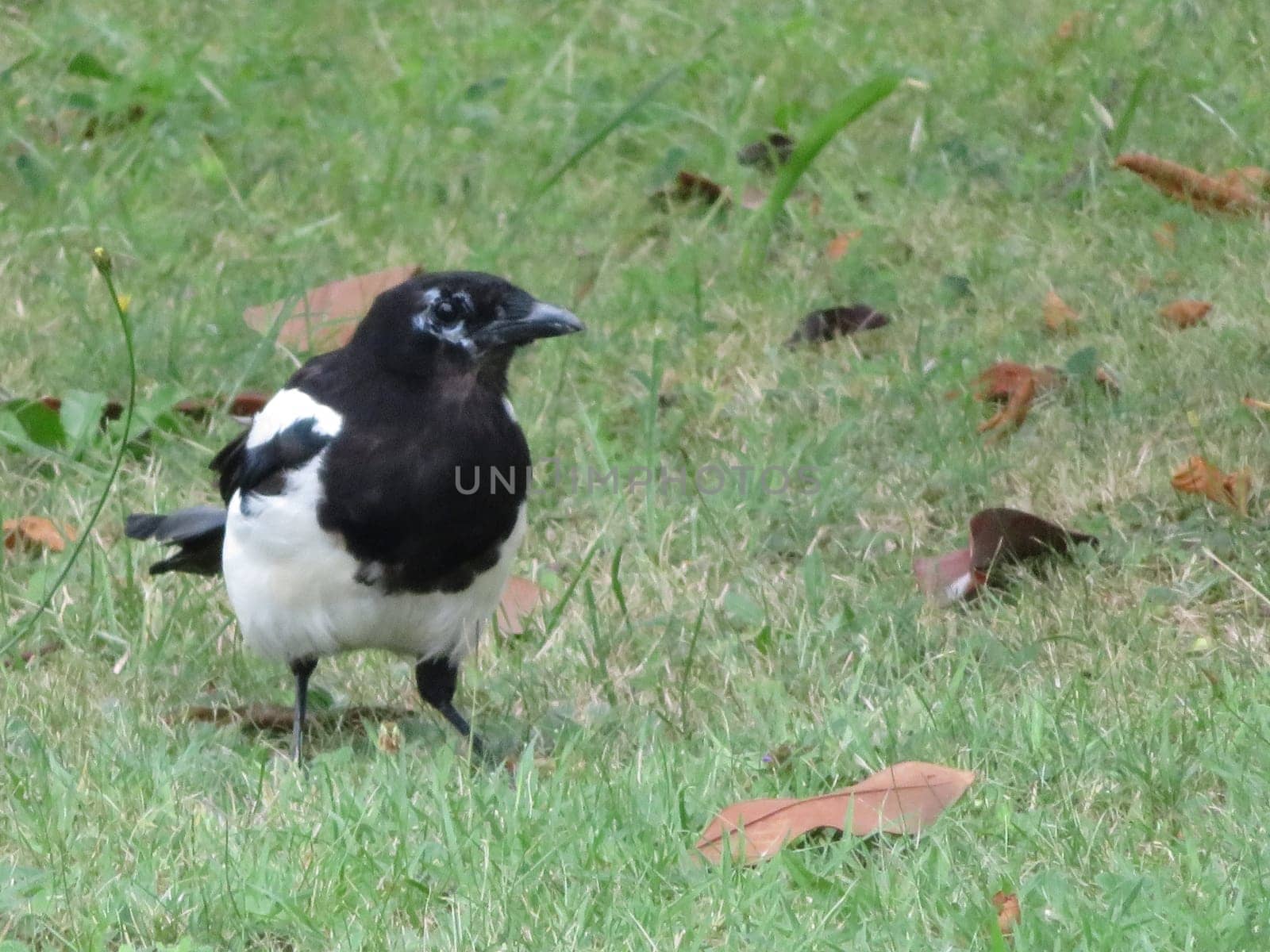 beautiful white magpie and black wary dodge bird