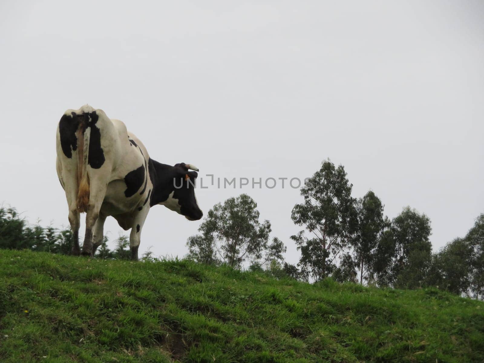 beautiful cows meadows pasture animals herbivorous farm