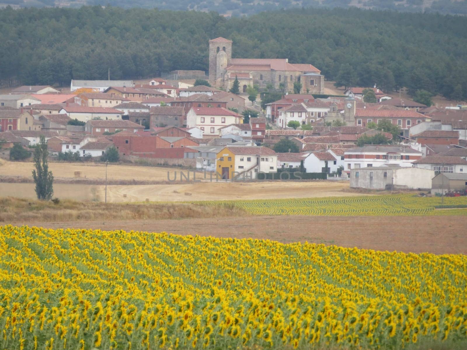 beautiful scenery with yellow sunflowers flowers big pipes