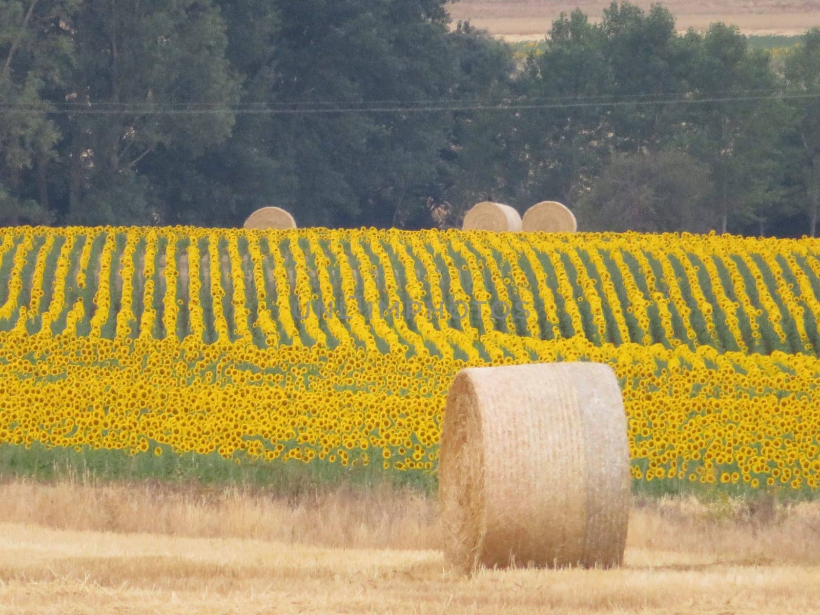 beautiful scenery with yellow sunflowers flowers big pipes