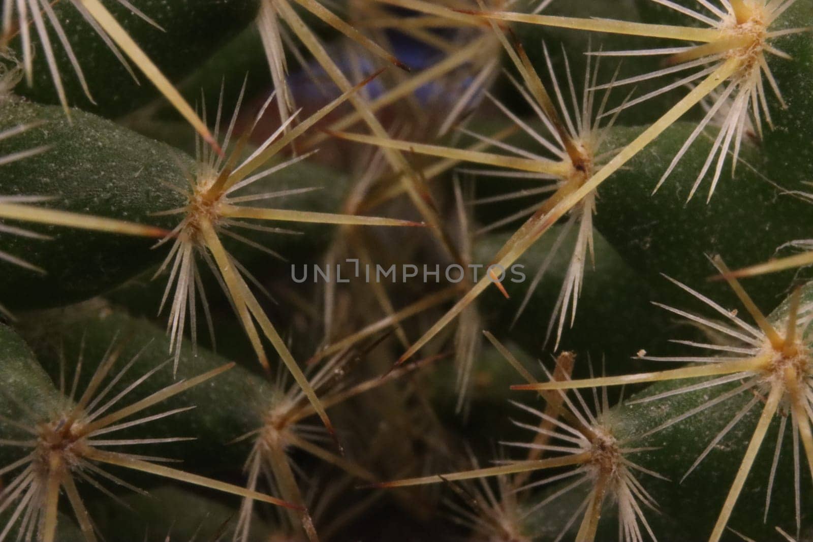 beautiful cactus with skewered spines to fend off predators self-defense protection