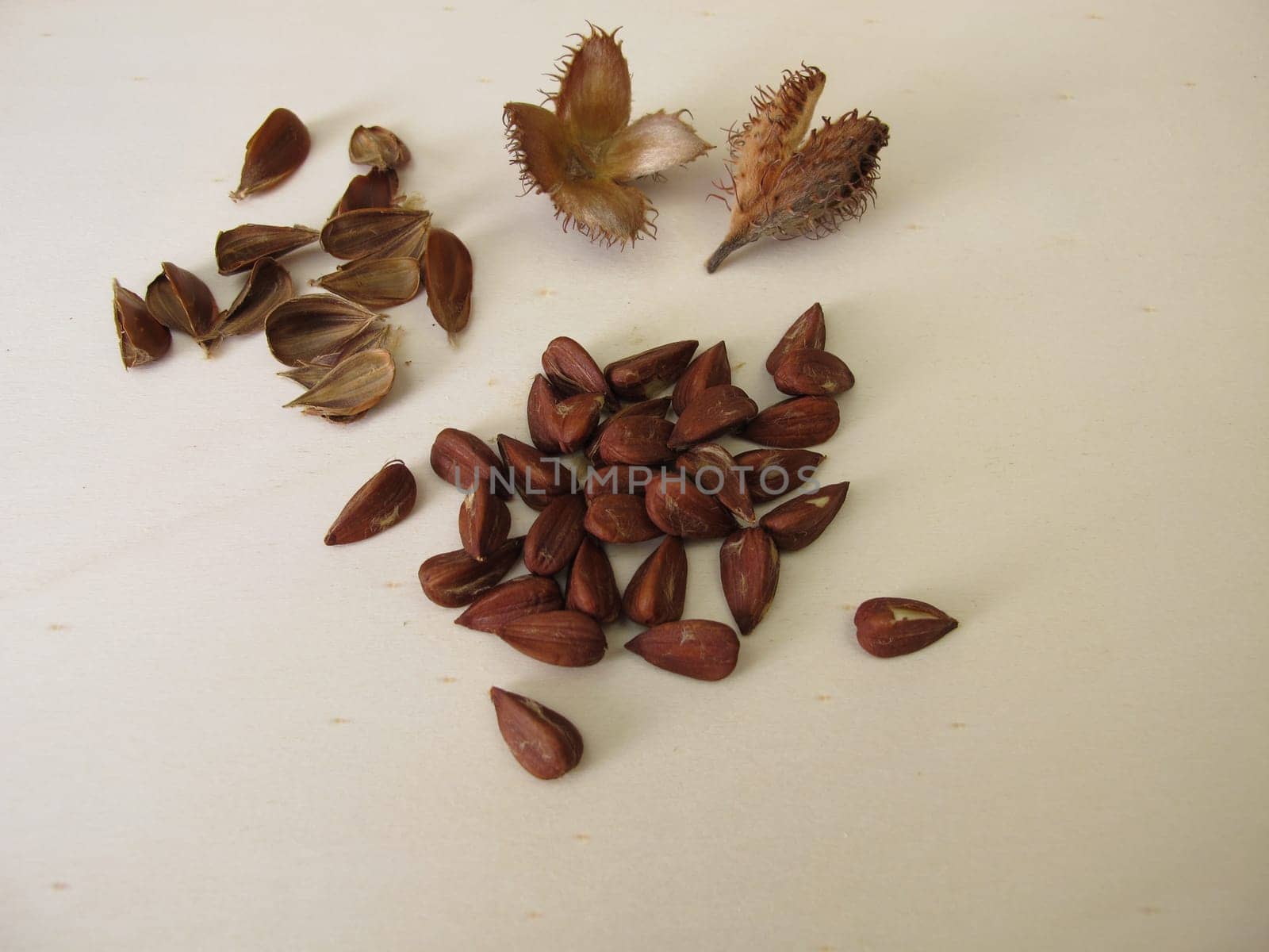 Shelled beechnuts from the European beech on a wooden board