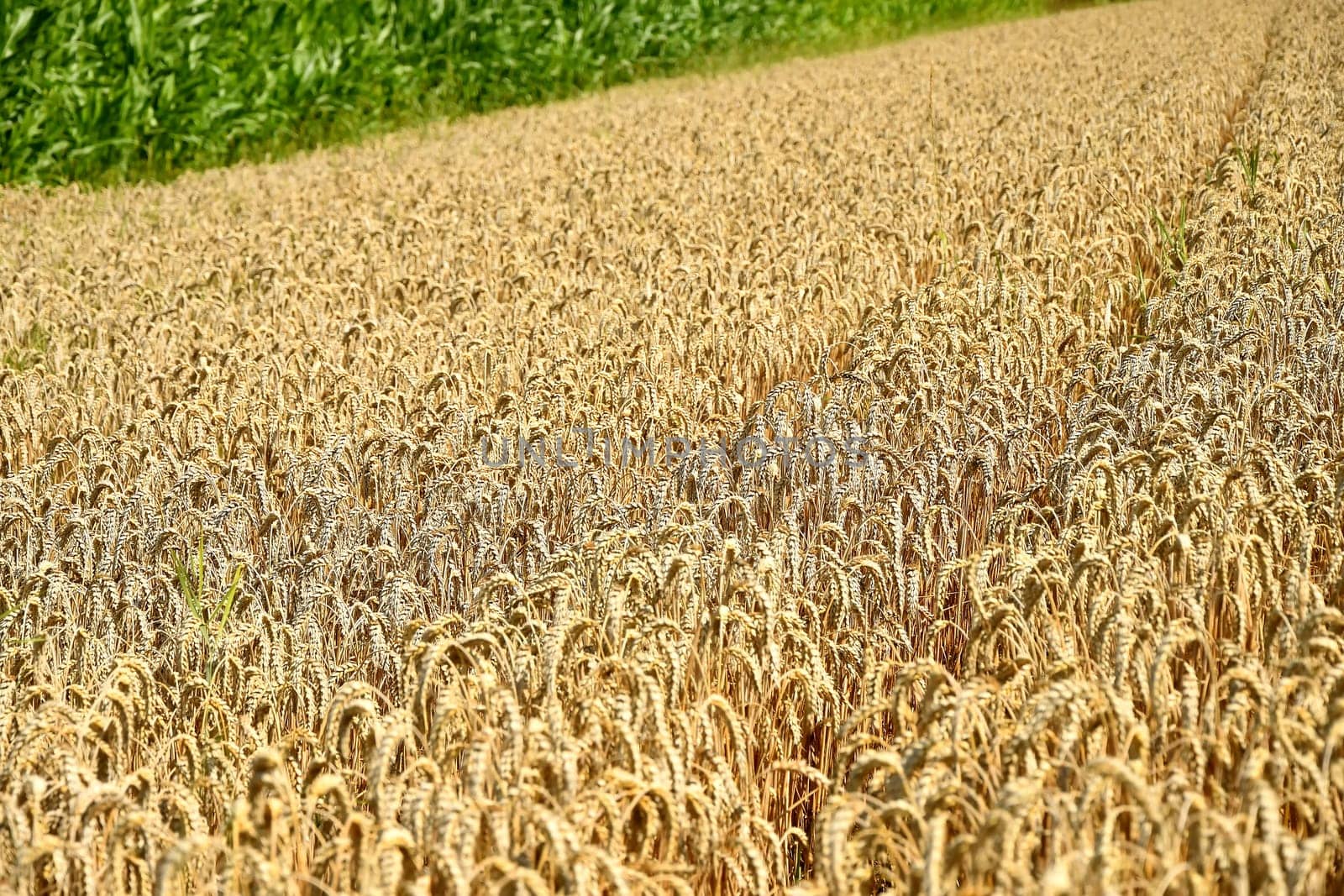 Field of ripe wheat in Germany