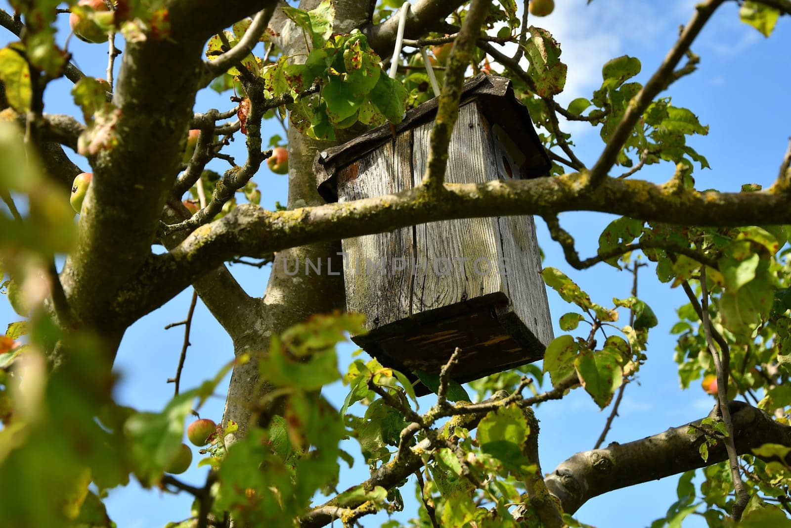 a birdhouse in a tree in summer