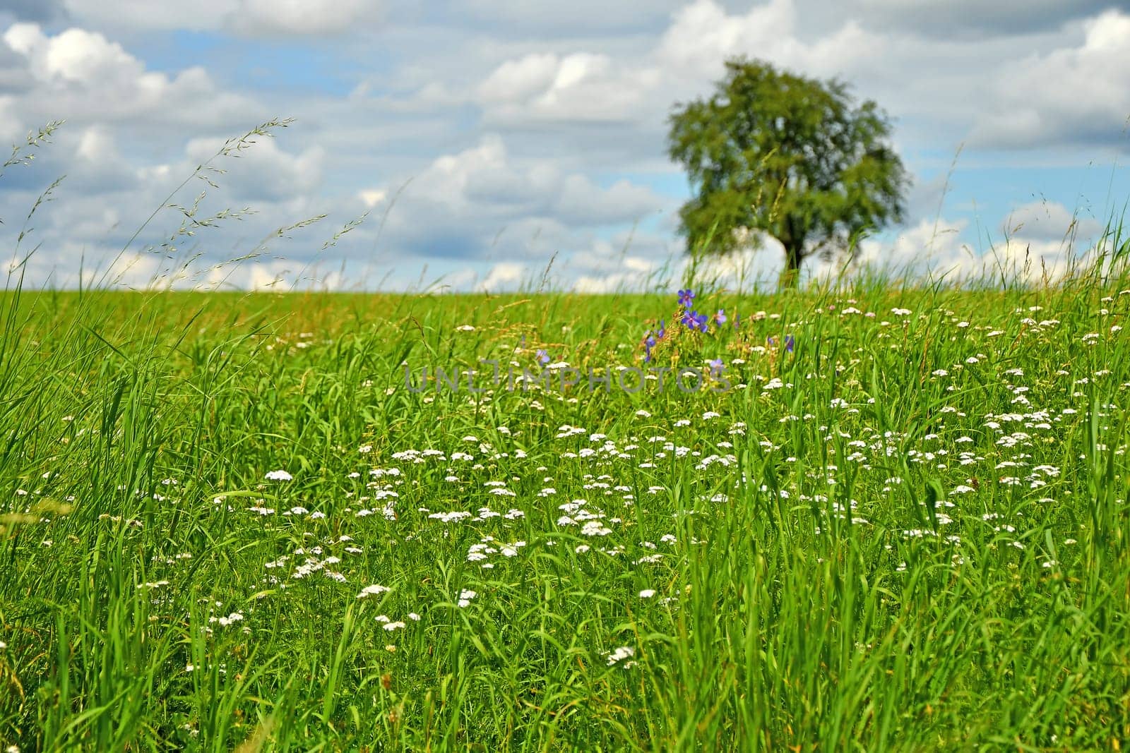 green meadow with single pear tree