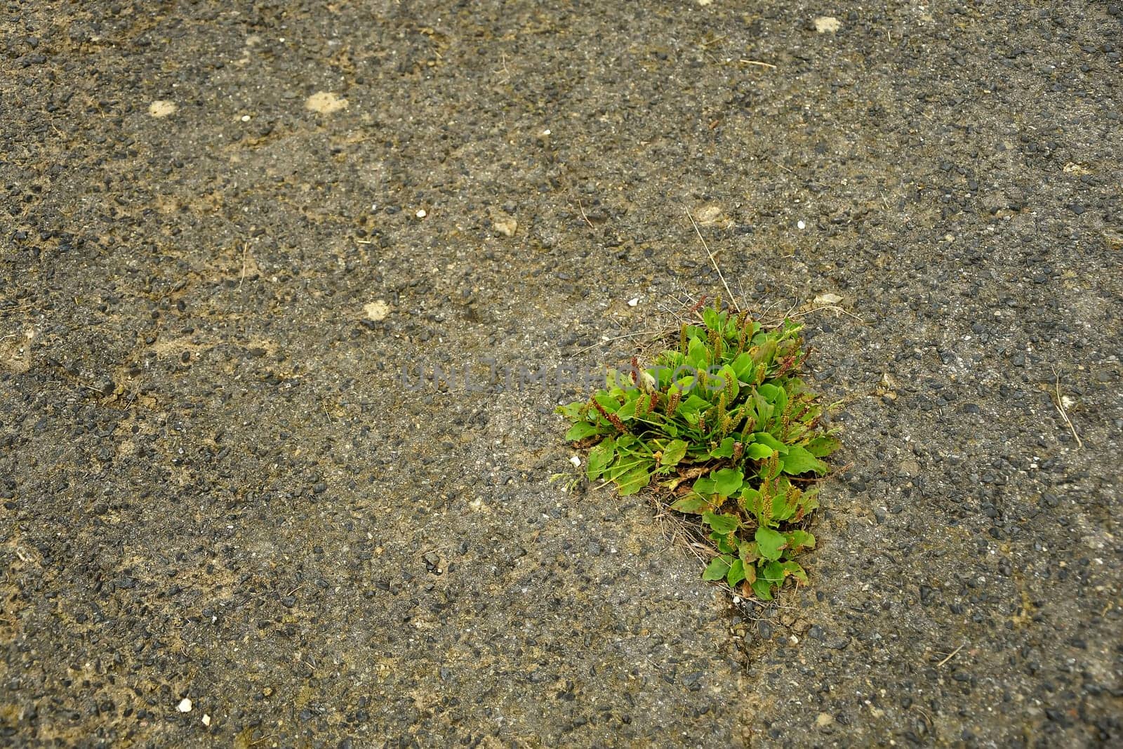 street with growing plants out of the concrete