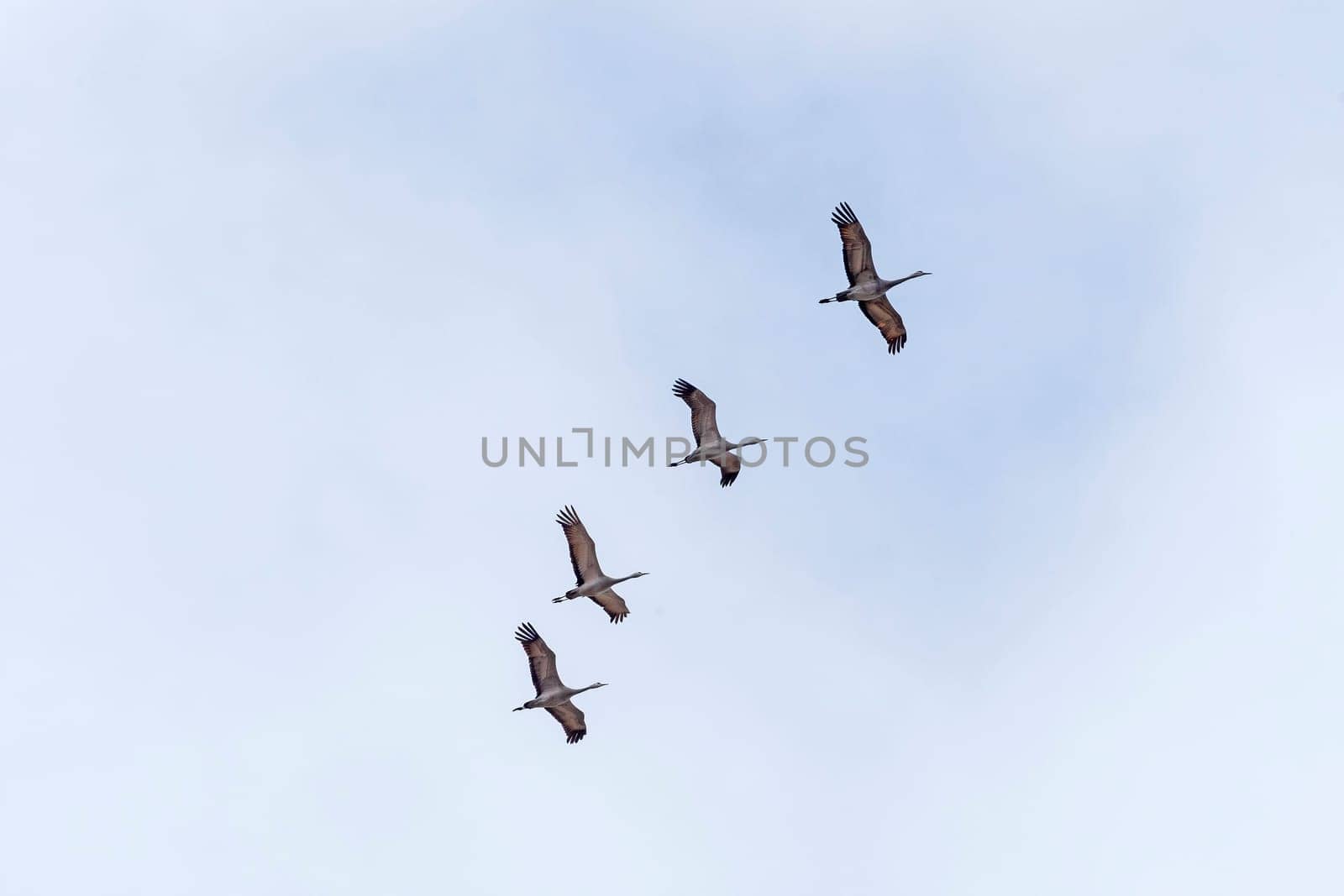 A Flight of Sandhill Cranes Passing Overhead near the Platte River by Kearney, Nebraska