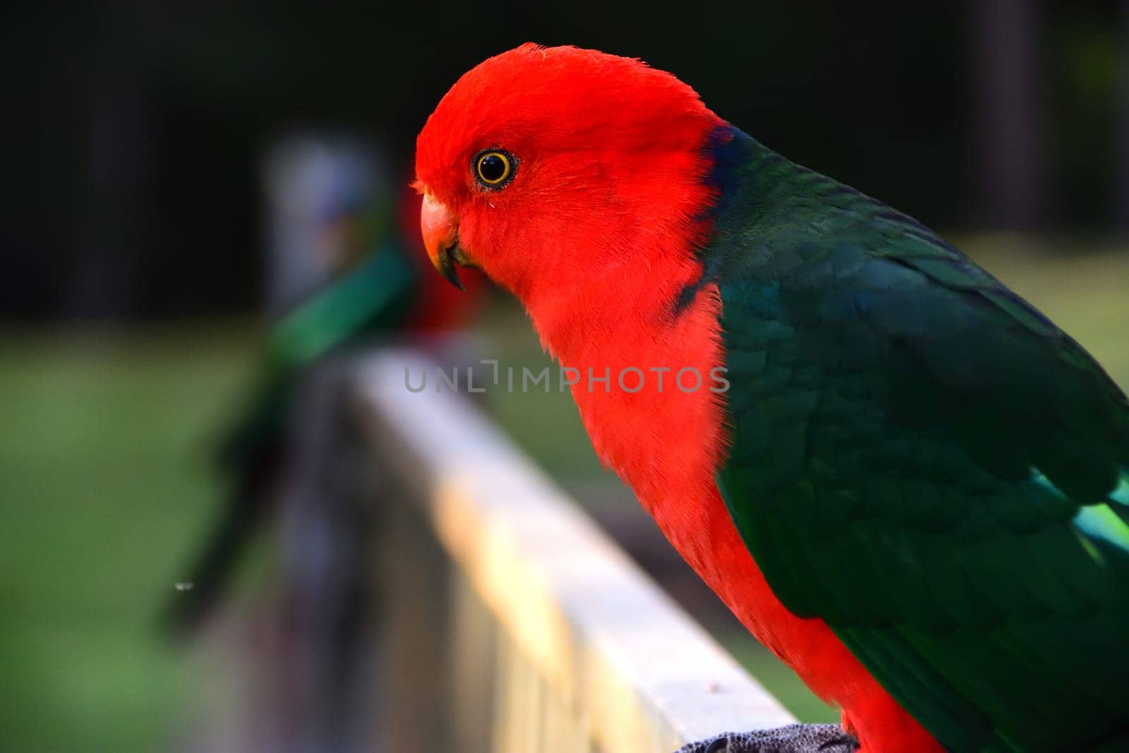 Male King Parrot on a Fence
