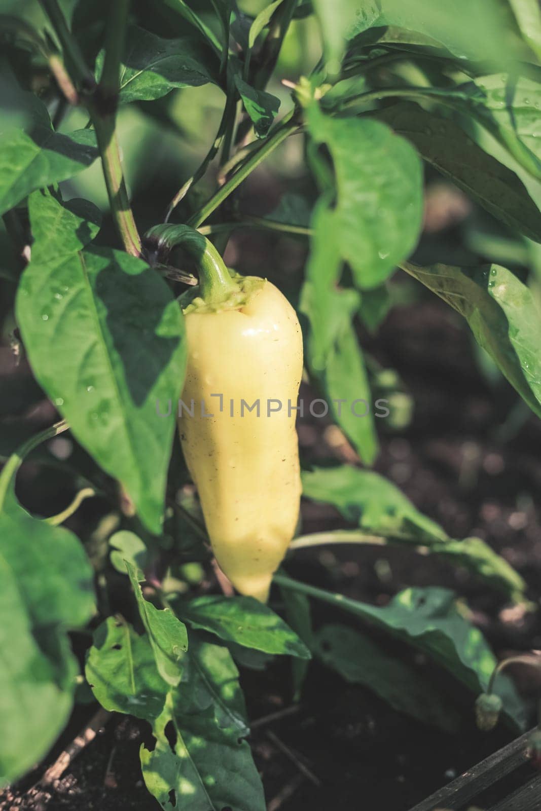 Close-up young bell peppers growing on a bush in the garden. Bulgarian or sweet pepper plants. Shallow depth of field