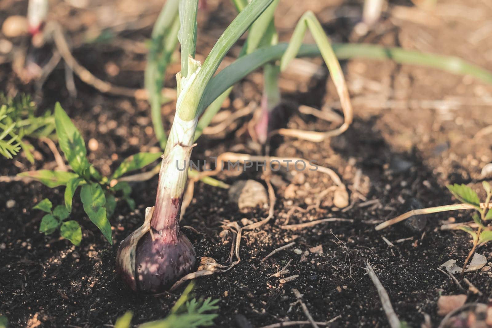 Red onions growing in an organic suburban kitchen garden.