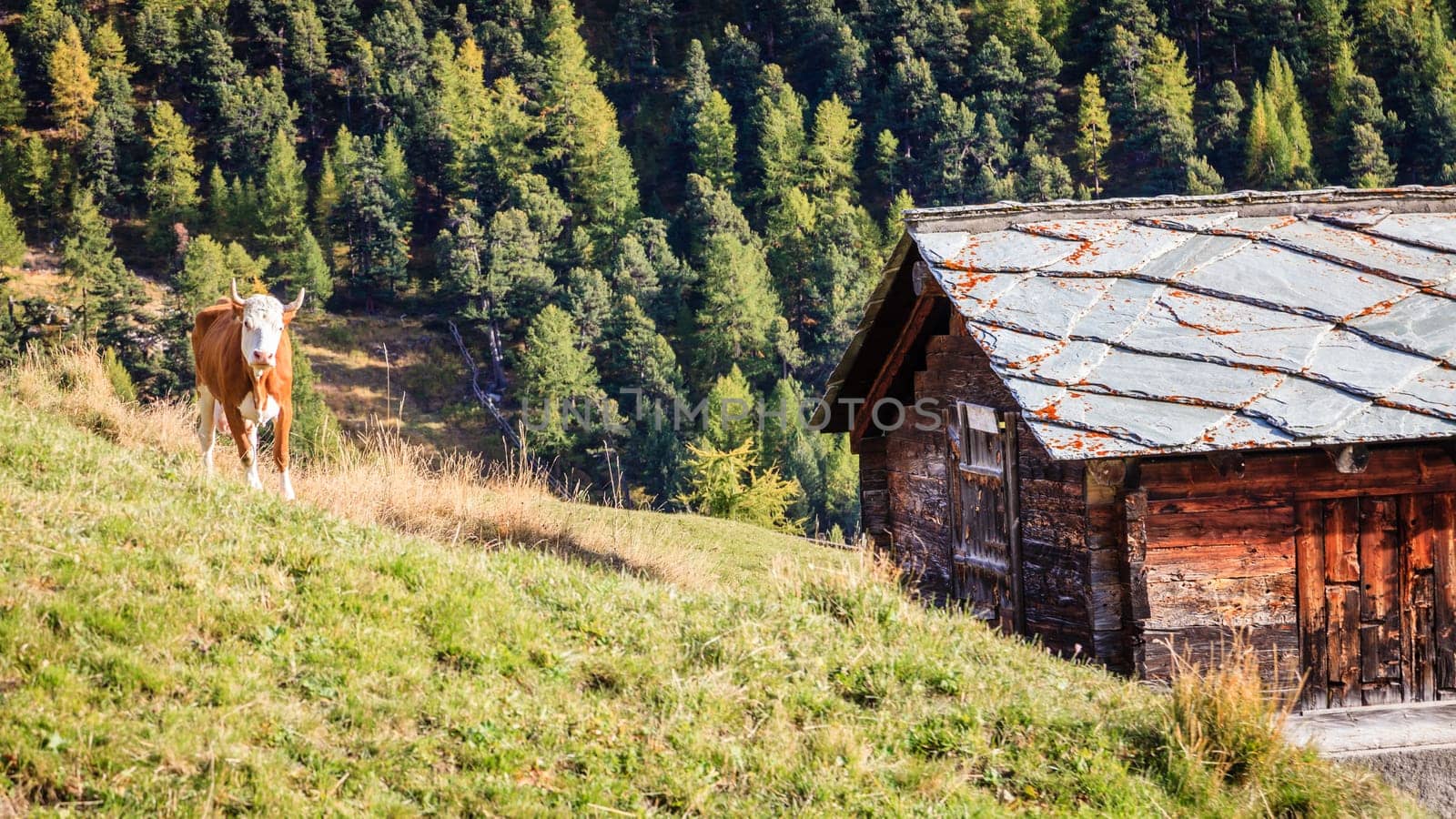 Cow on a pasture by a village in the Swiss Alps