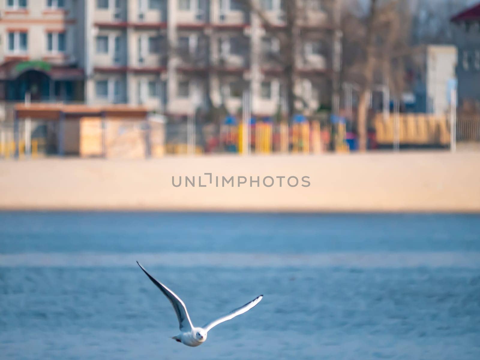 A seagull bird flies over the water. Dnepr River. Animal world. Background image. Zoology. Place for text.