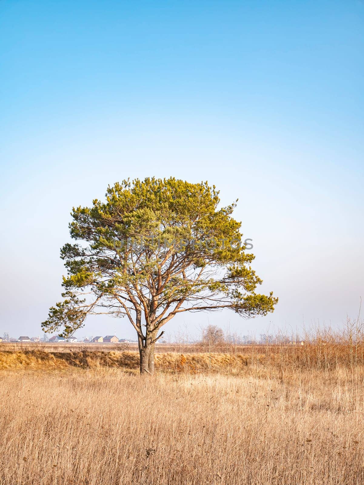 Lonely standing pine tree in the field. Agriculture. Natural landscape. Background image.