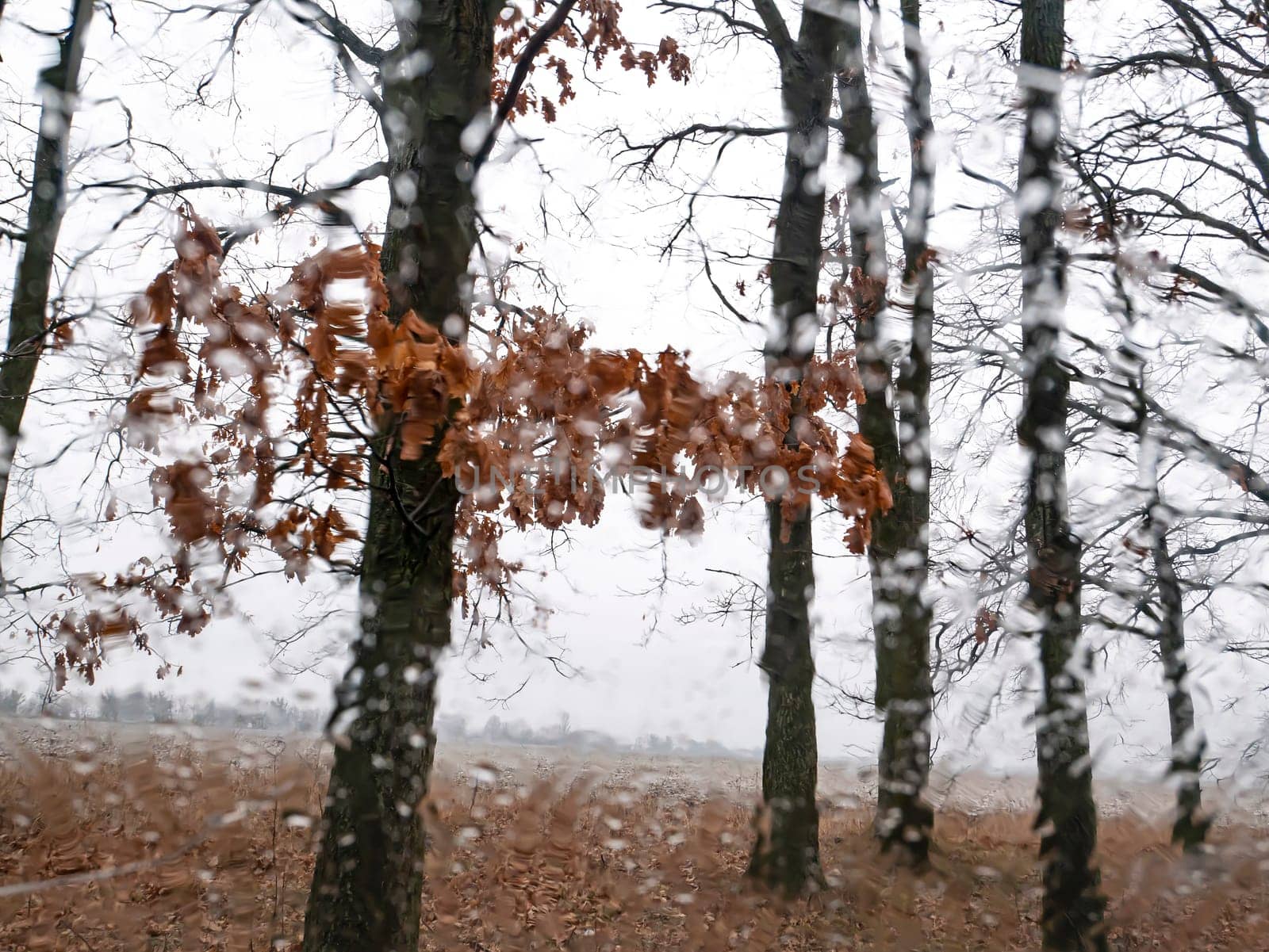 View through the wet window on the trees in autumn rainy weather. Climate. Background image. Raindrops.