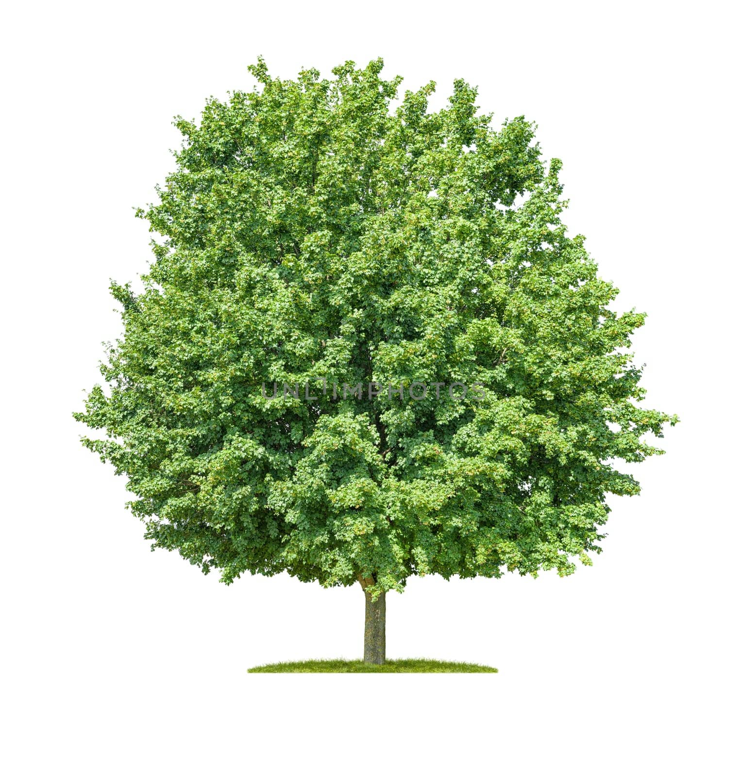 Isolated field marple tree on a white background