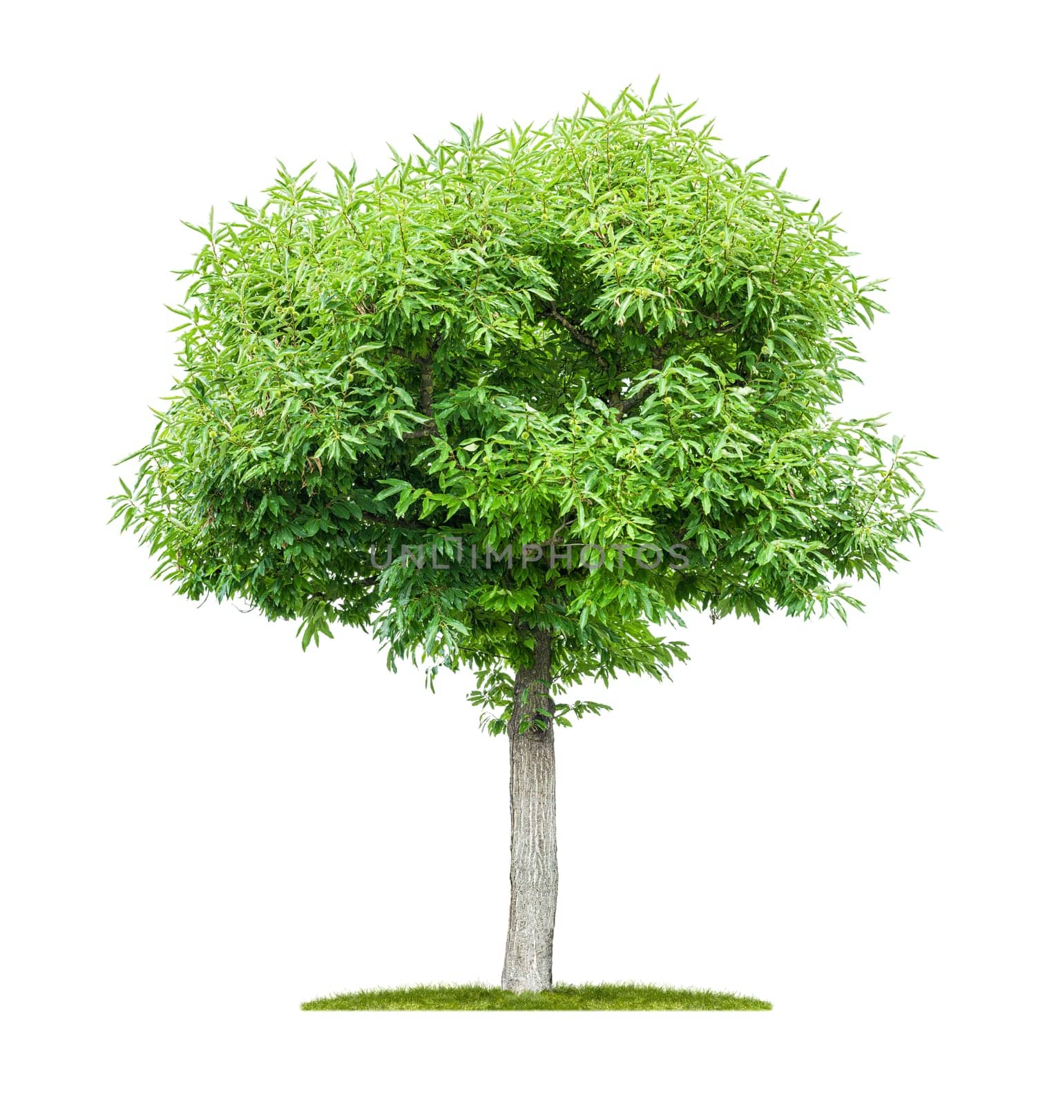 Isolated chestnut tree on a white background