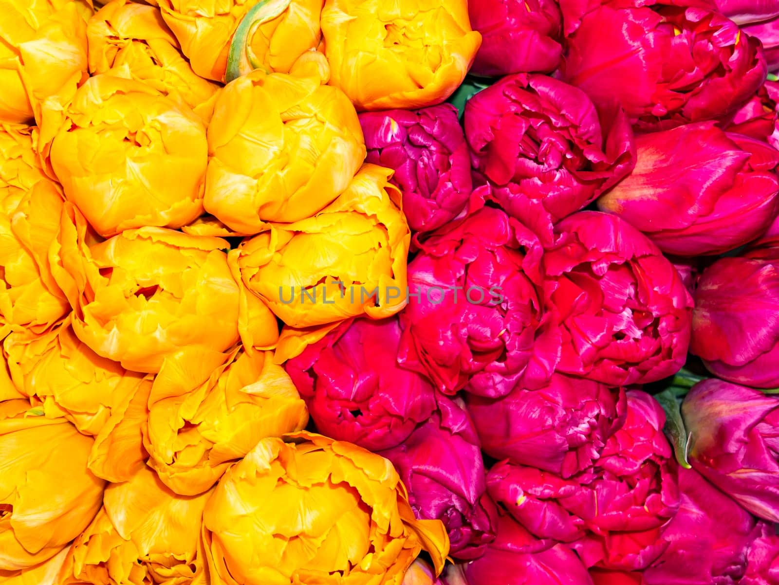 Festive bouquet of yellow and pink tulips. Background image. Mothers Day. St. Valentine's Day. Birthday. Place for text.
