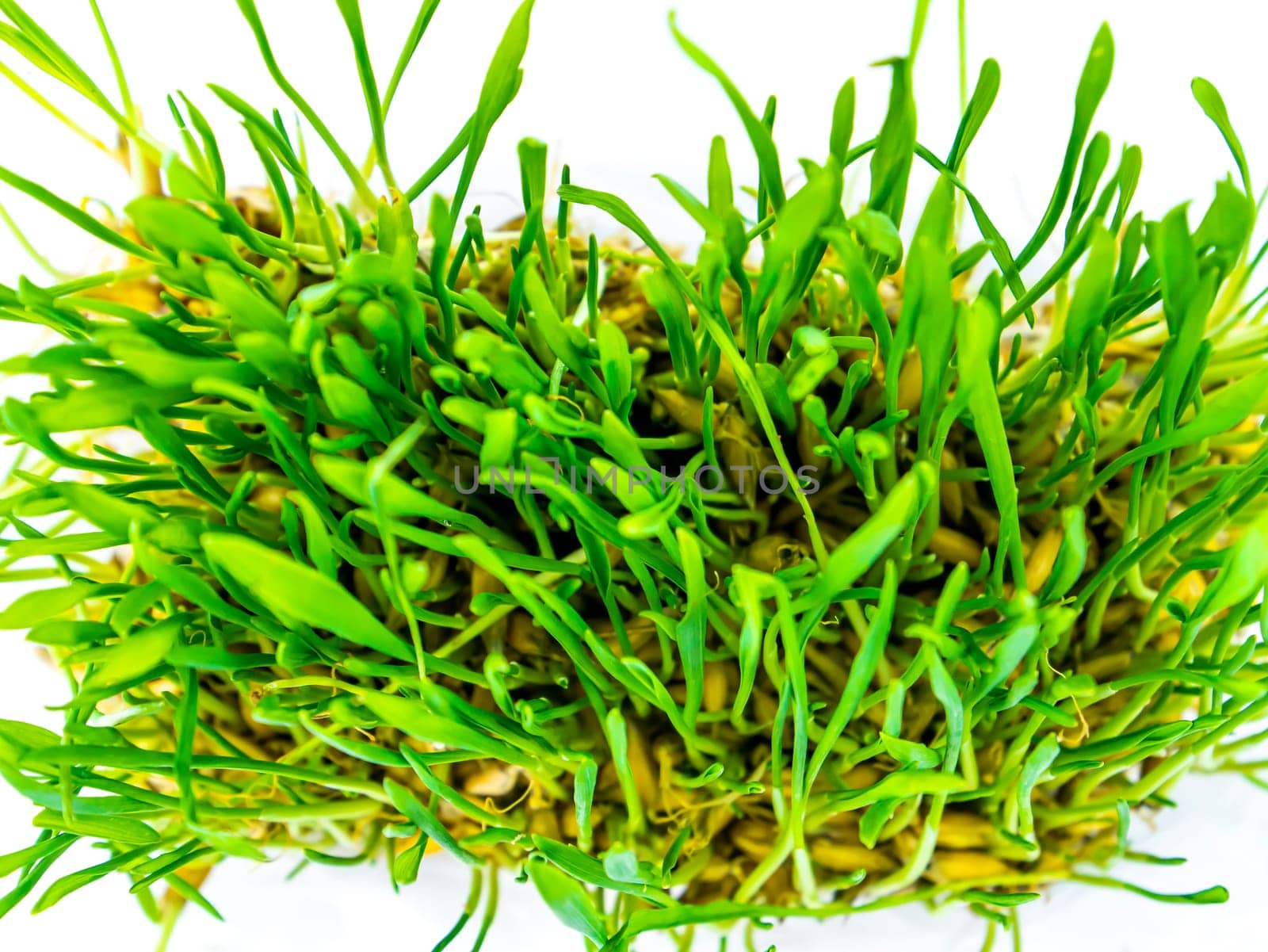 Spring green shoots of winter crops on a white background. Earth Day. Farming. Place for text.