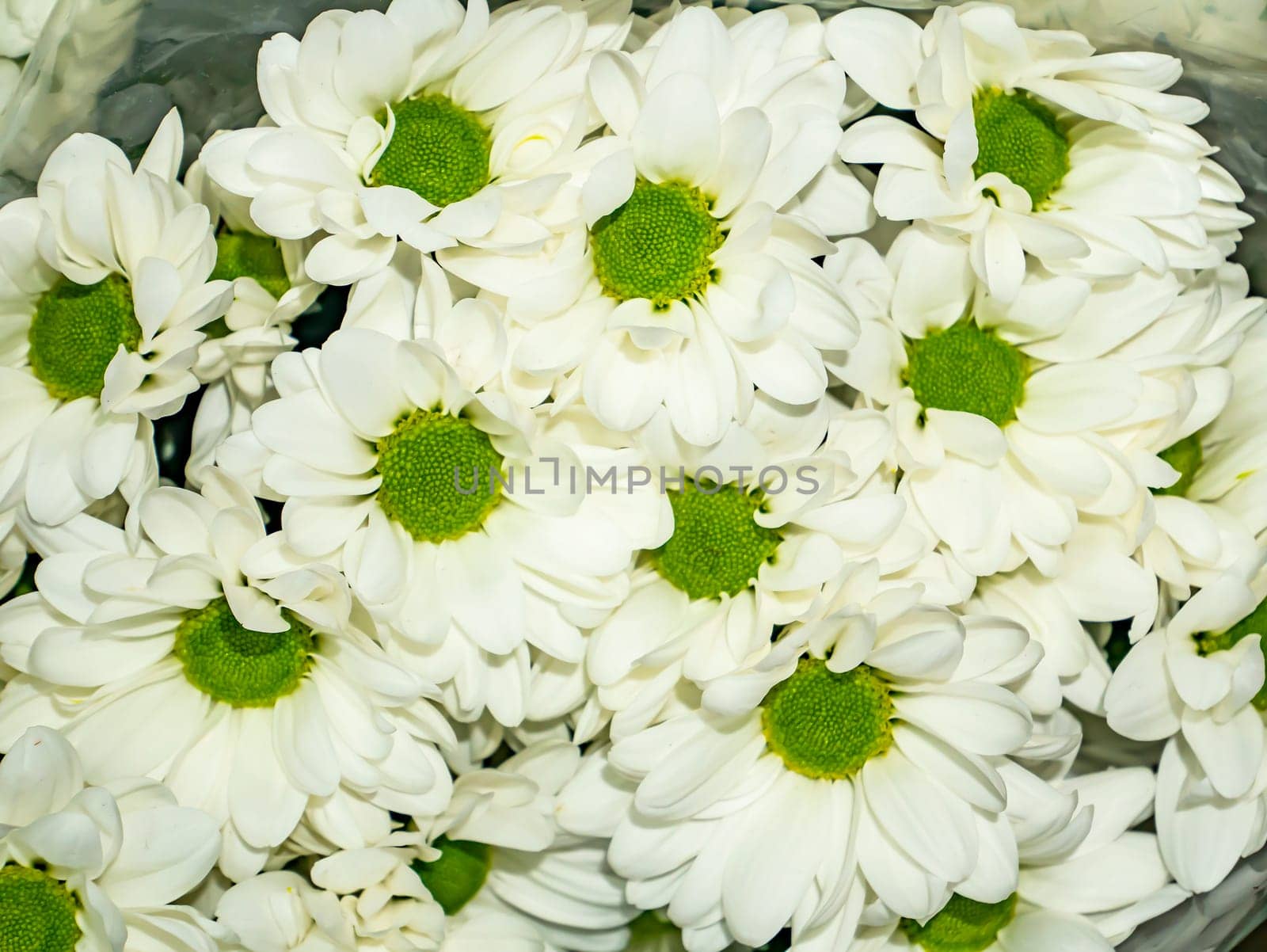 Festive bouquet of white decorative daisy flowers. Mothers Day. Birthday. Bridal bouquet. Valentine's Day. Place for text.