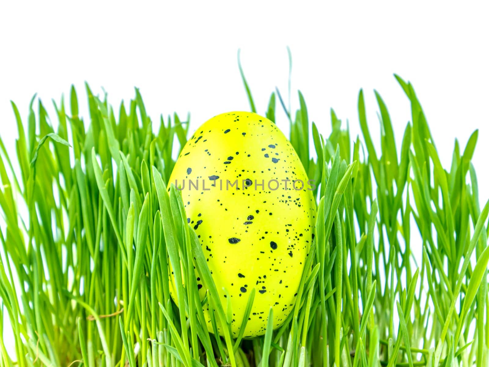 Colored easter egg in green grass on a white background. Easter. Religion. The culture. Place for text. Background image.