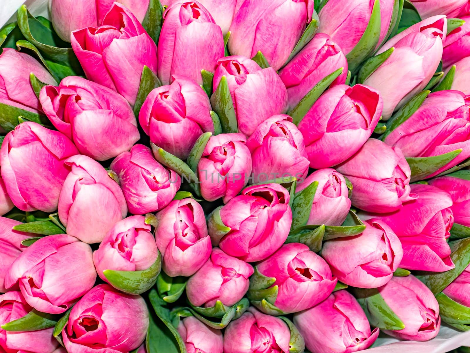 Festive bouquet of flowers of pink tulips for Mother's Day. Mothers Day. Valentine's Day. Birthday. Bridal bouquet. Gift. Place for text. Background image.