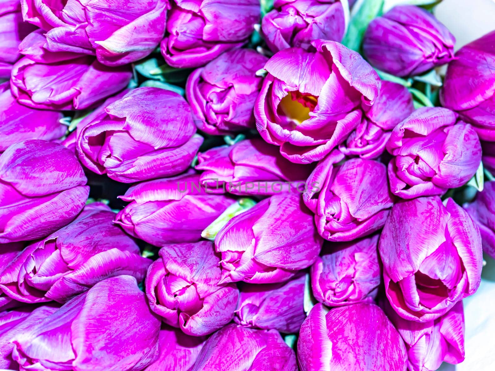 Festive bouquet of flowers of lilac and white tulips for Mother's Day. Mothers Day. Valentine's Day. Birthday. Bridal bouquet. Gift. Place for text. Background image.